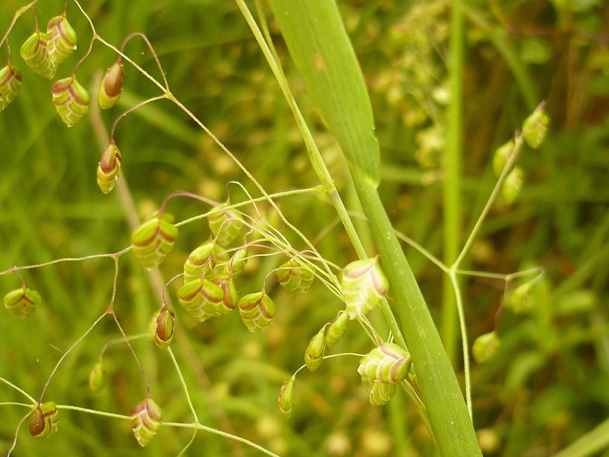 Briza media subsp. media (Poaceae)